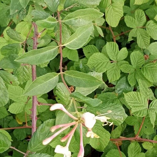 Lonicera periclymenum Blad