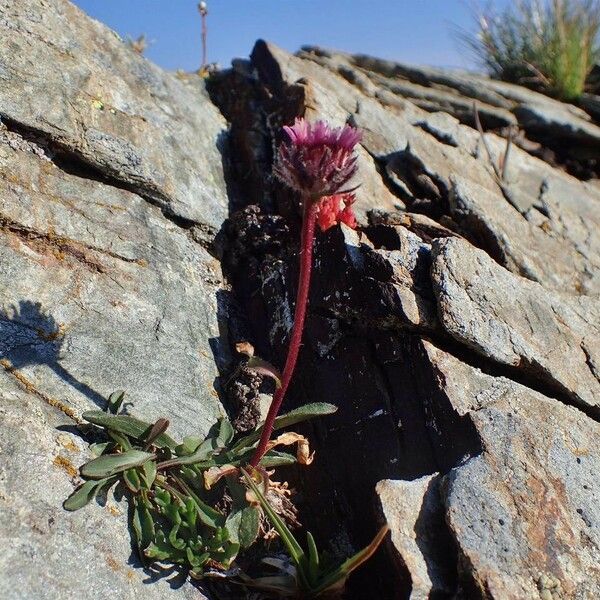 Erigeron uniflorus Habit