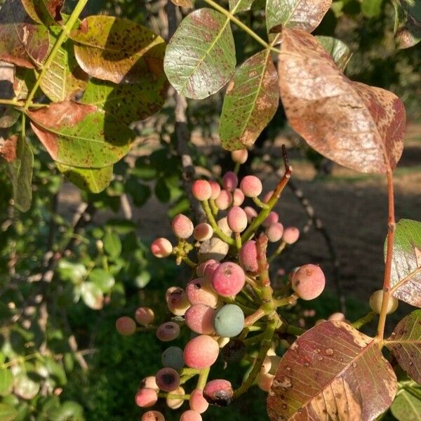 Pistacia terebinthus Vili