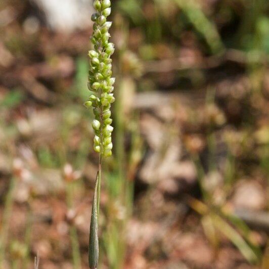 Airopsis tenella Habitus