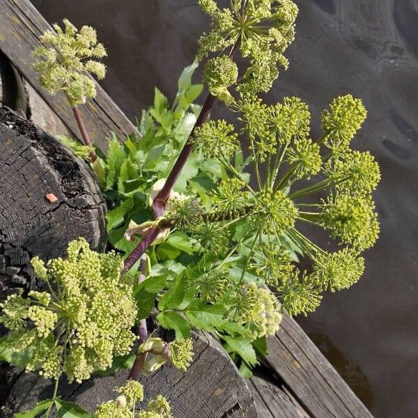 Angelica archangelica Hábito