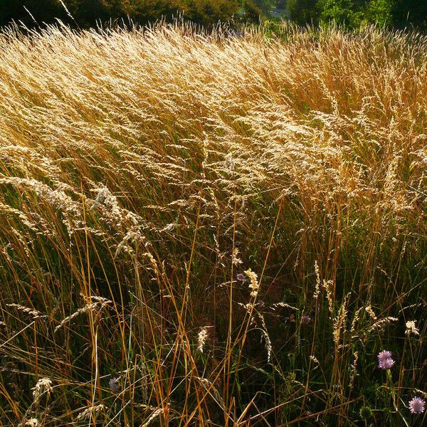 Bromus secalinus Ffrwyth