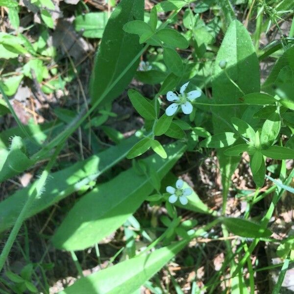 Moehringia lateriflora Fleur