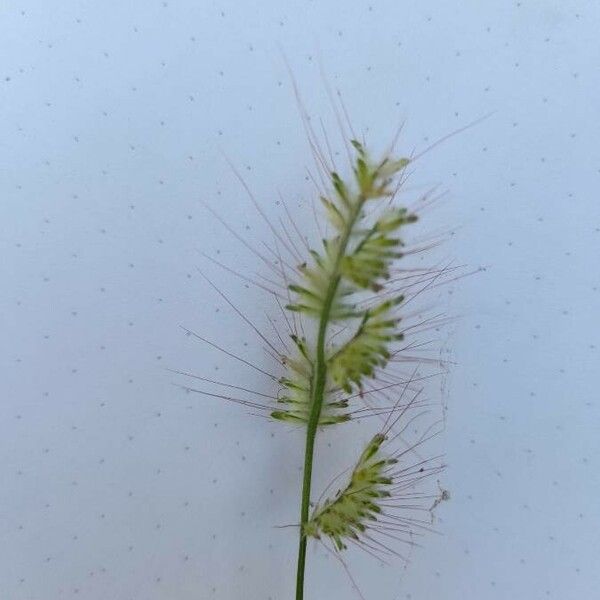 Oplismenus burmanni Flower