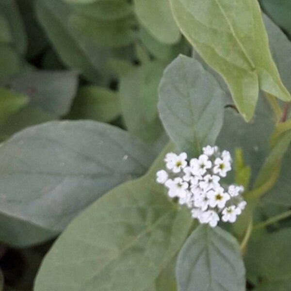 Heliotropium europaeum Fiore