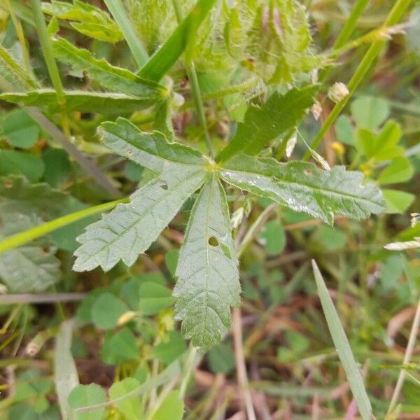 Malva setigera Folla