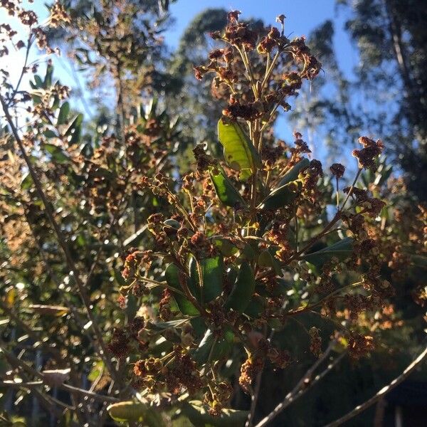 Myrceugenia exsucca Blomst