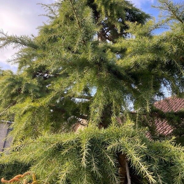 Cedrus deodara Habitus