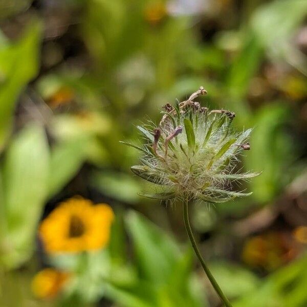 Asperula arvensis फल