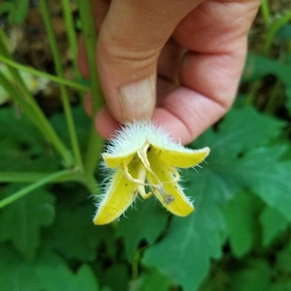 Stylophorum diphyllum Hedelmä