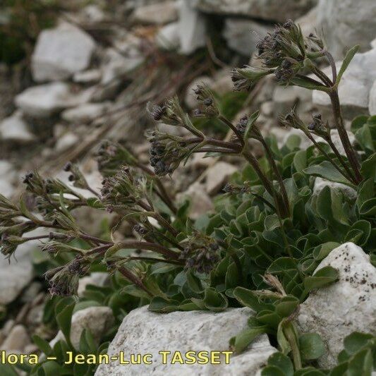 Valeriana supina Alkat (teljes növény)