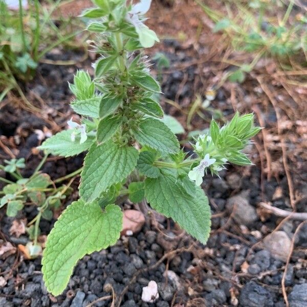 Stachys ocymastrum Лист