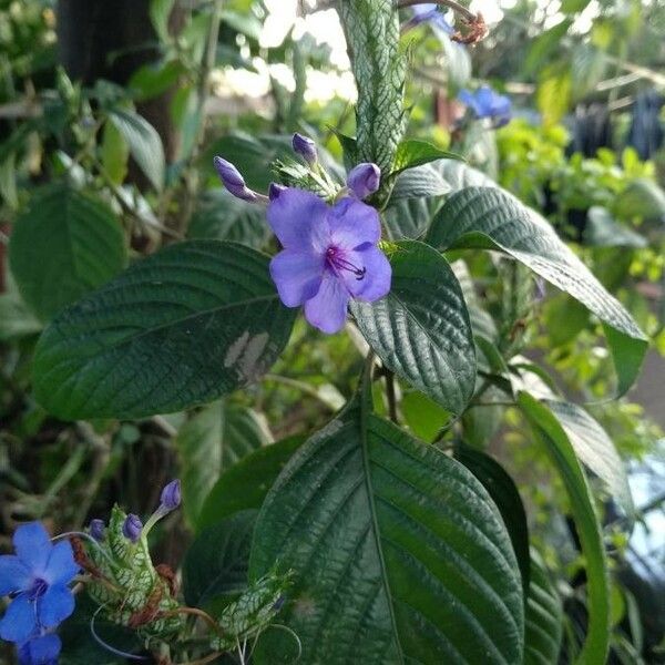 Eranthemum pulchellum Λουλούδι