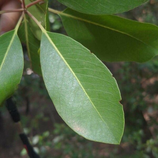 Arbutus menziesii Leaf