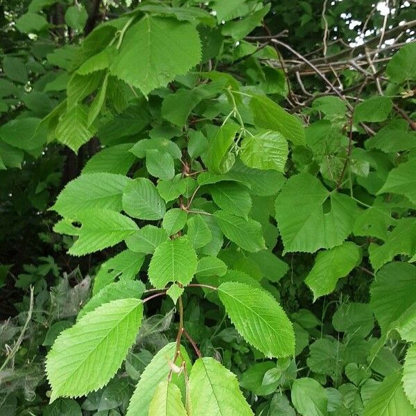 Ulmus glabra Fuelha