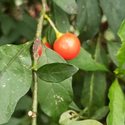 Solanum pseudocapsicum 果實