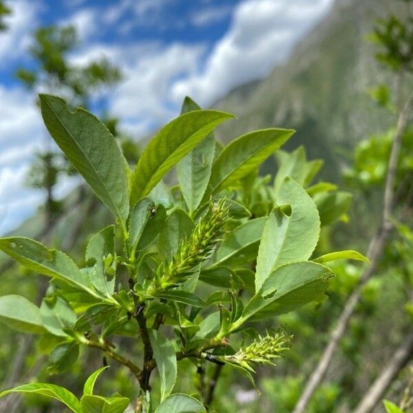 Salix glabra Fruit