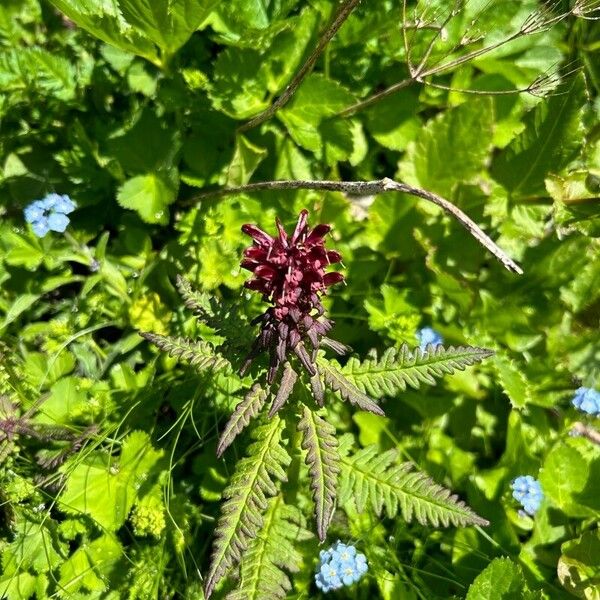 Pedicularis recutita Kukka