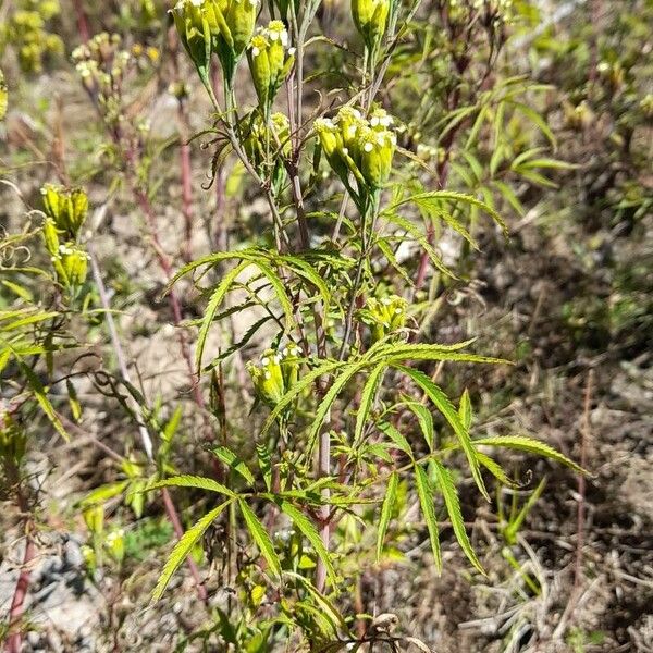 Tagetes minuta Habit