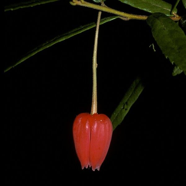 Crinodendron hookerianum Λουλούδι