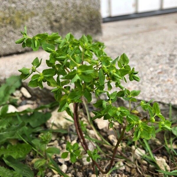 Euphorbia peplus Foglia