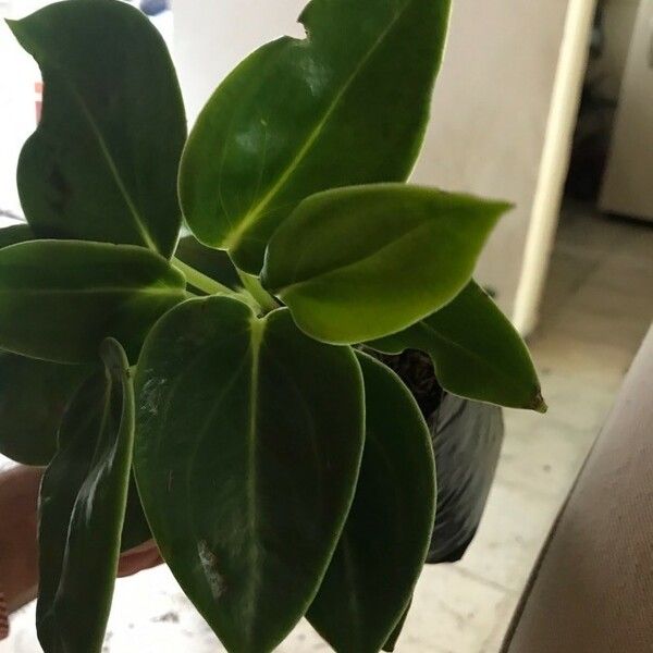 Peperomia maculosa Характер