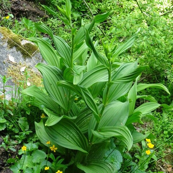 Veratrum album অভ্যাস