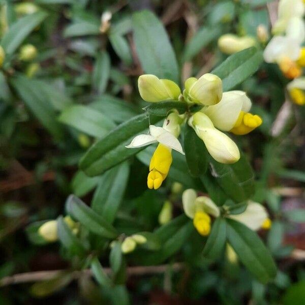 Polygala chamaebuxus Blüte