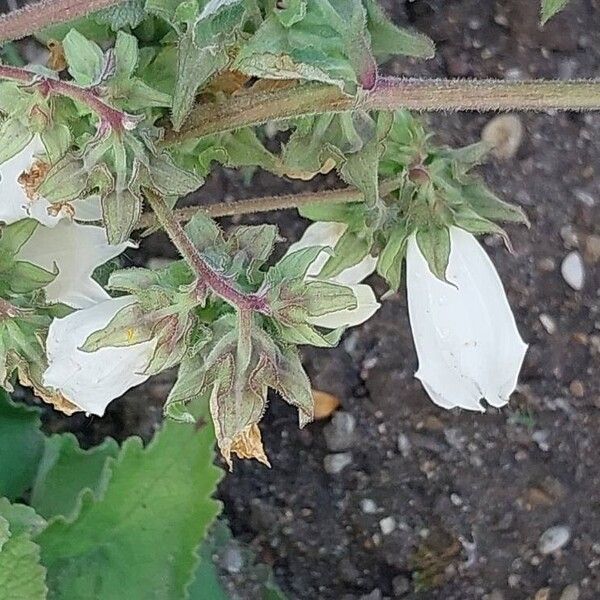 Campanula alliariifolia Fleur