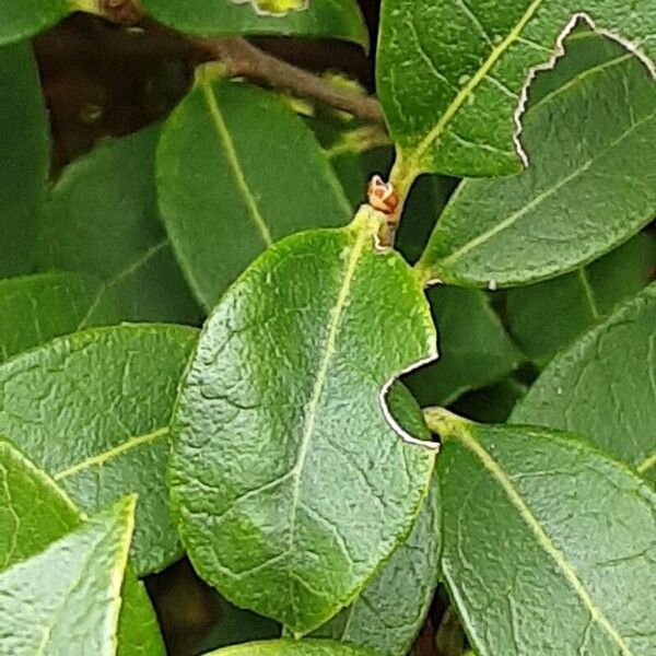 Osmanthus × burkwoodii 葉