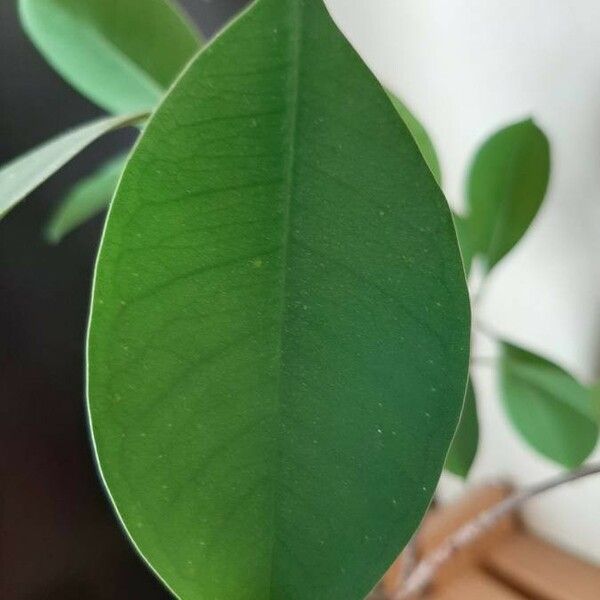 Ficus microcarpa Foglia