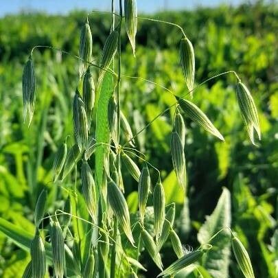 Avena sativa Habit