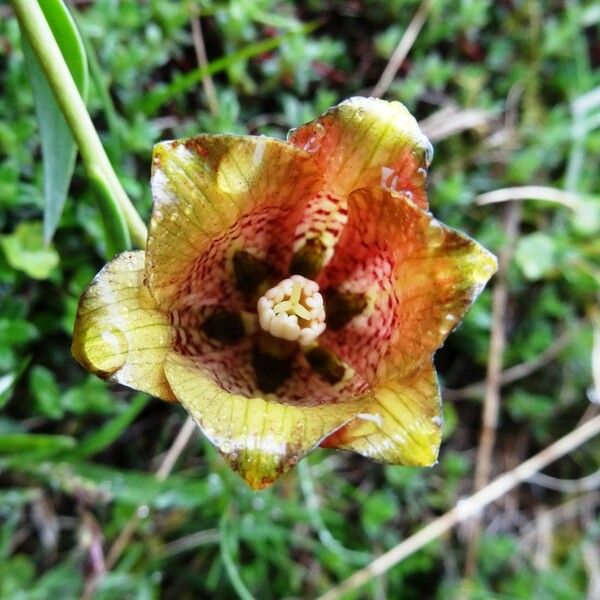 Fritillaria pyrenaica Квітка