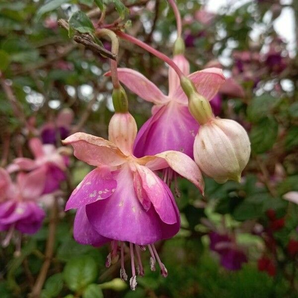 Fuchsia magellanica Flower