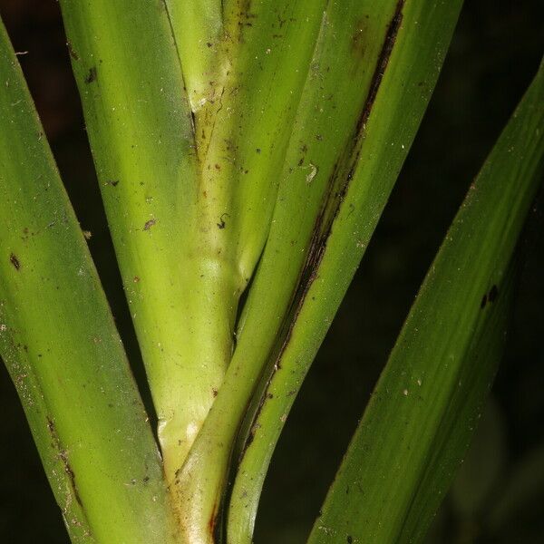 Xiphidium caeruleum Leaf