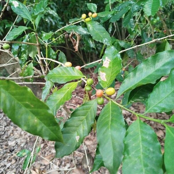 Coffea arabica Leaf