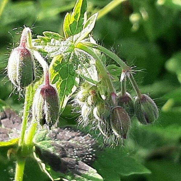 Geranium phaeum ফুল