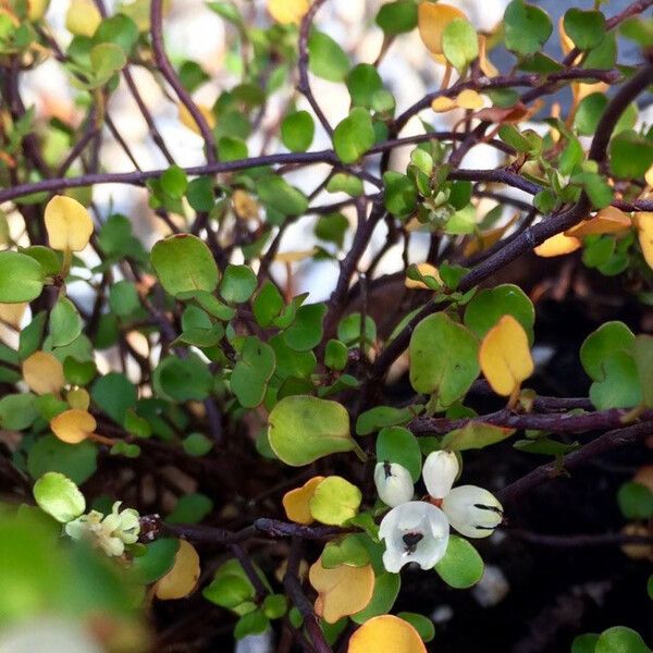 Muehlenbeckia complexa Habit