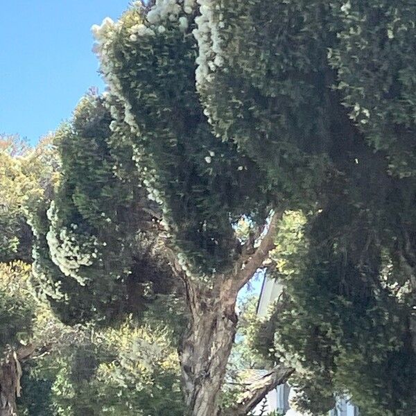 Melaleuca linariifolia Blomst