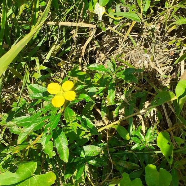 Ludwigia peruviana Flor