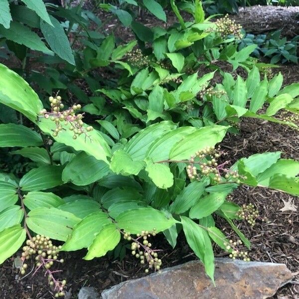 Maianthemum racemosum 形態