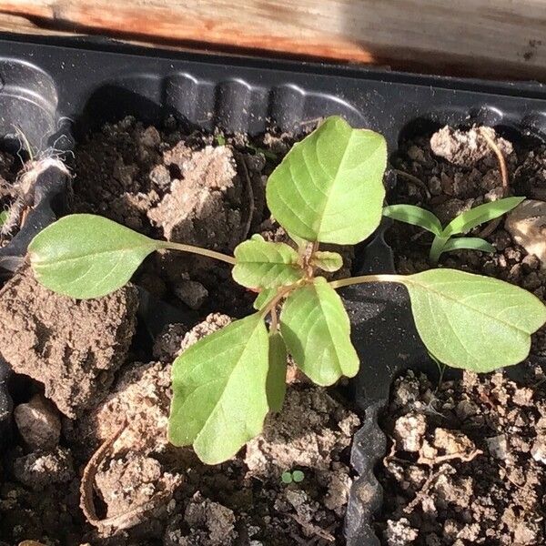 Amaranthus blitum Fulla