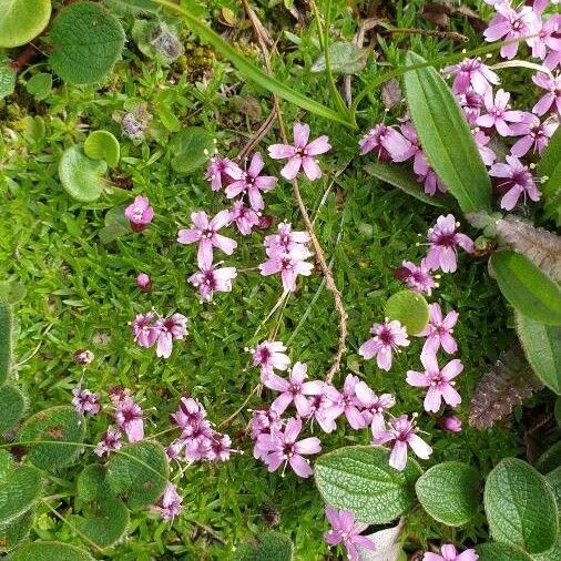 Silene acaulis Blüte