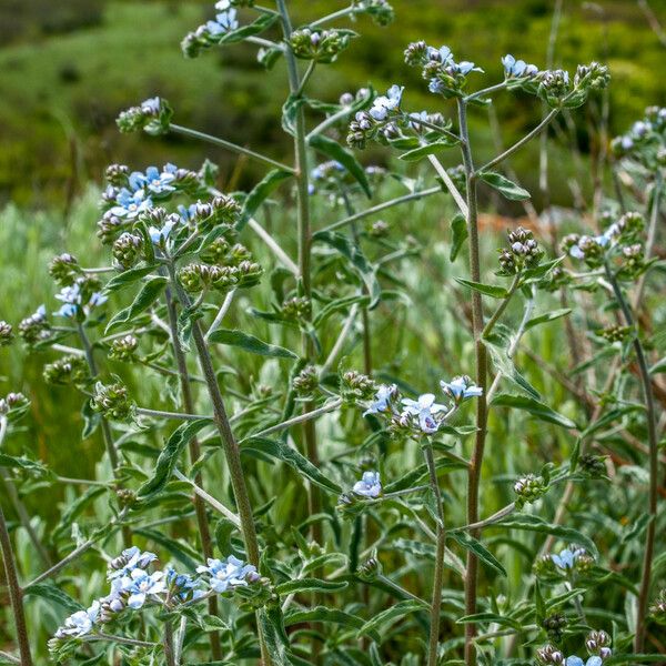 Lappula squarrosa Blomst