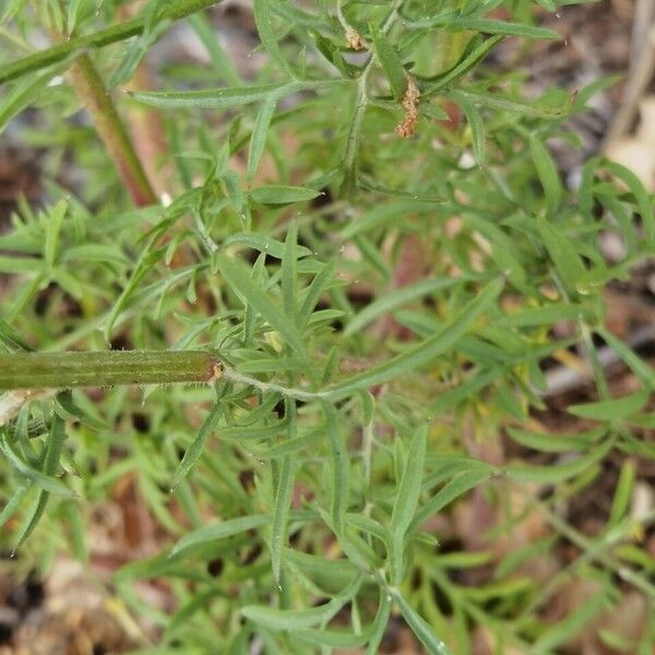 Centaurea deusta Blad