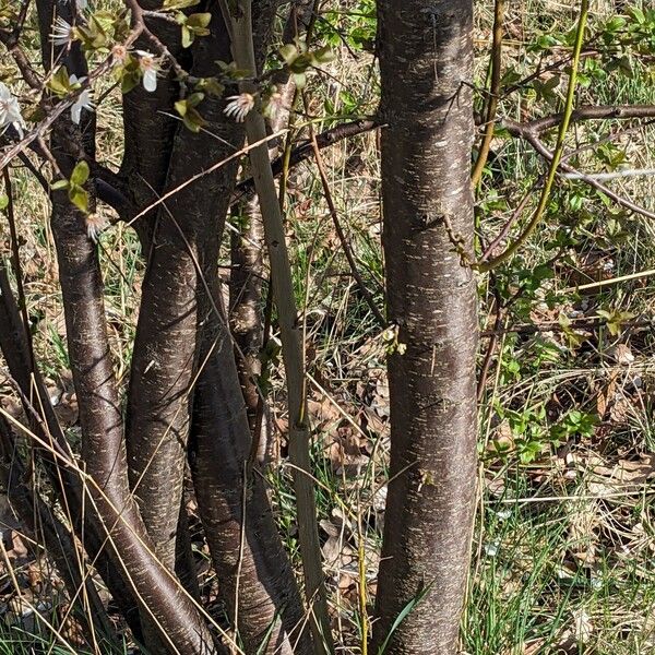 Prunus cerasifera Kůra