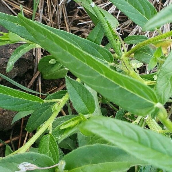 Cleome monophylla Blad