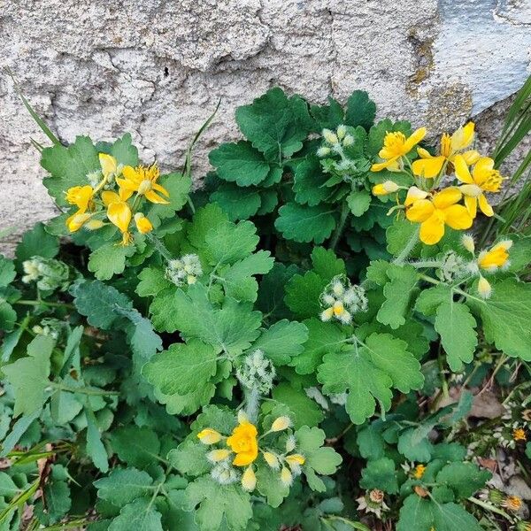 Chelidonium majus Λουλούδι