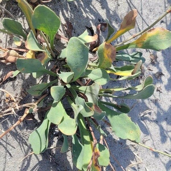Limonium binervosum Leaf