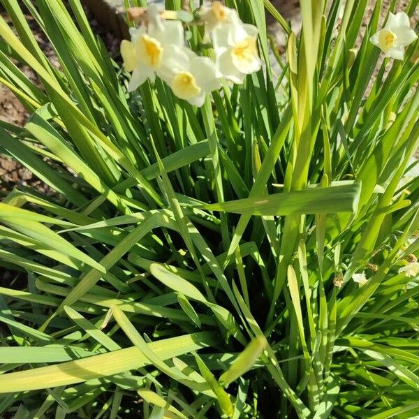 Narcissus tazetta Leaf